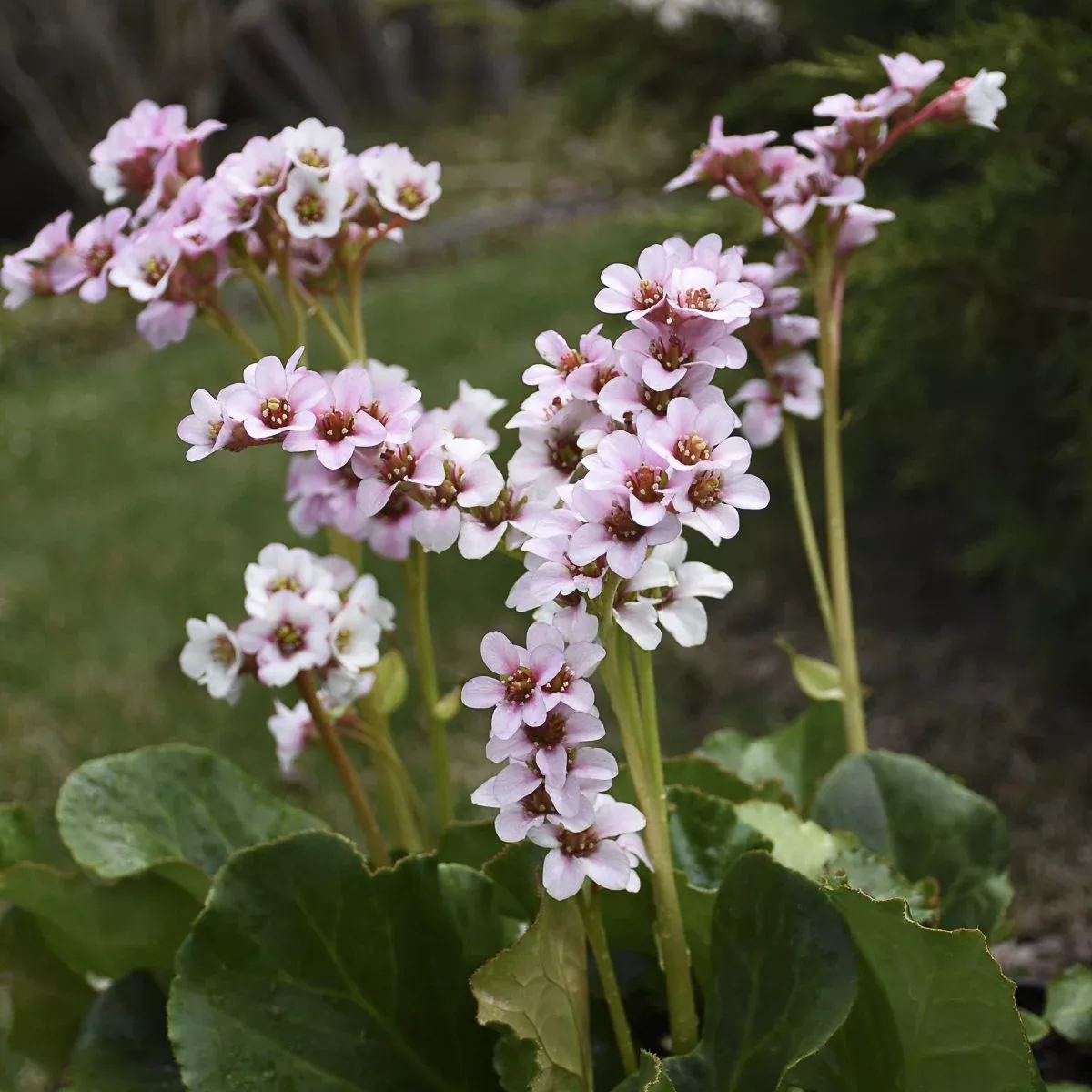 Peppermint Patty Pigsqueak Bergenia
