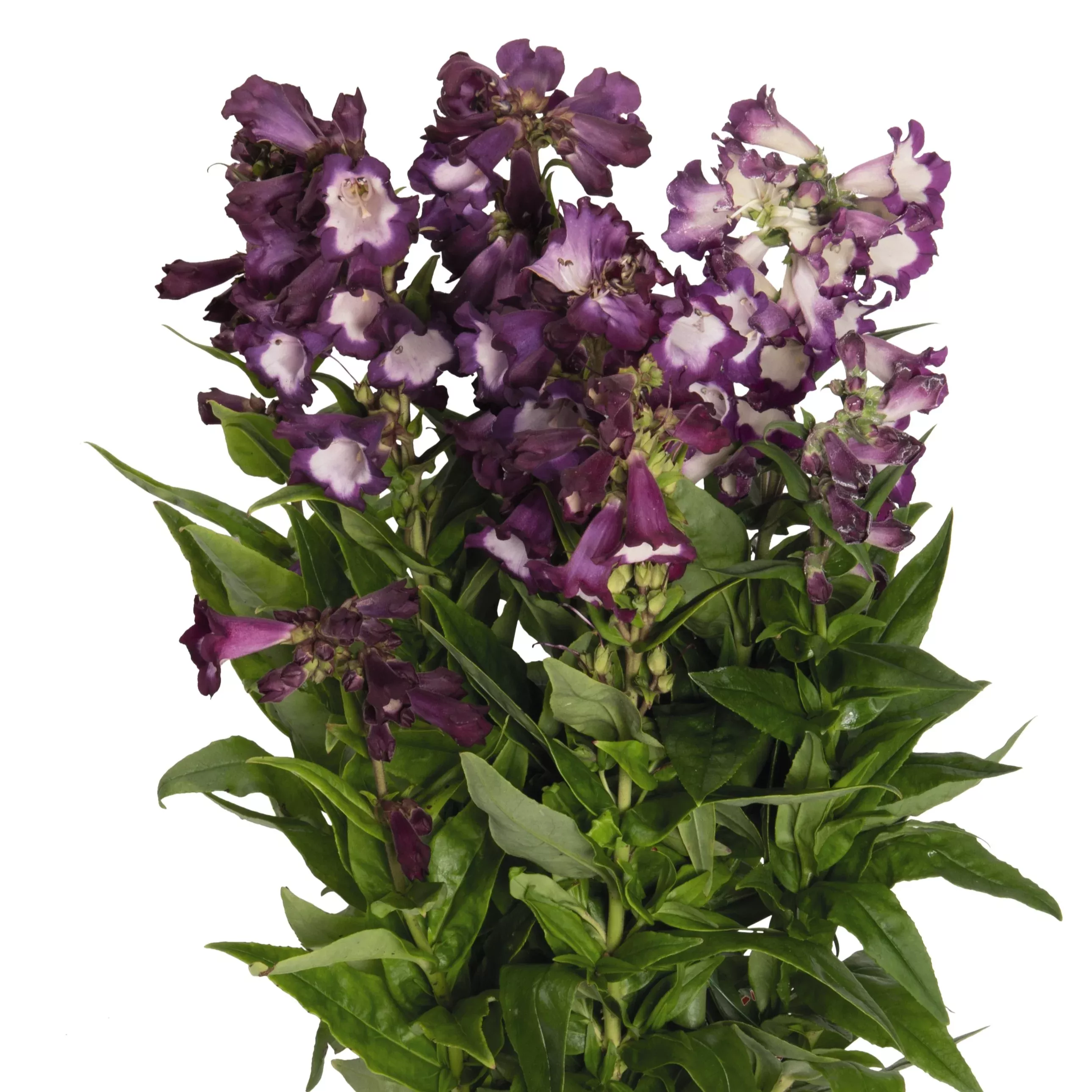 PepTalk Purple Beardtongue