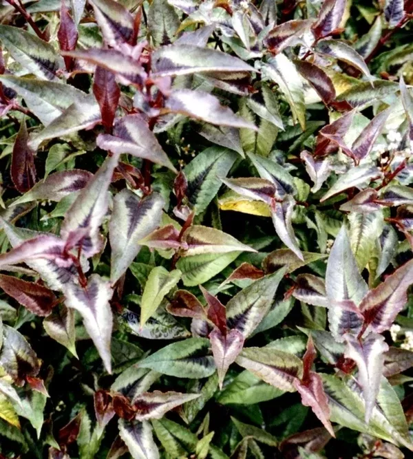 Persicaria microcephala 'Chocolate Dragon' PP 17,325