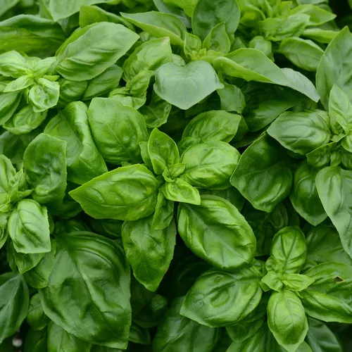Pesto Party Basil