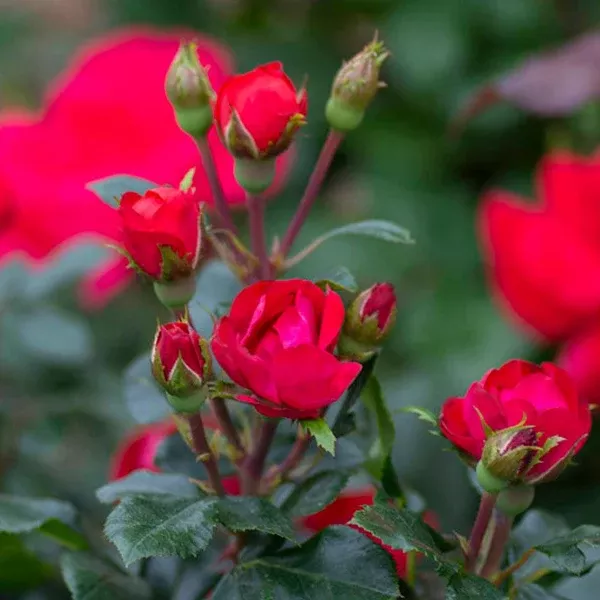 Petite Knock Out Shrub Rose