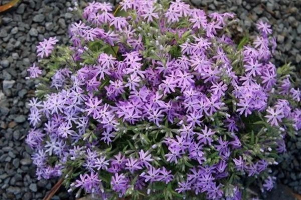 Phlox bifida 'Betty Blake'
