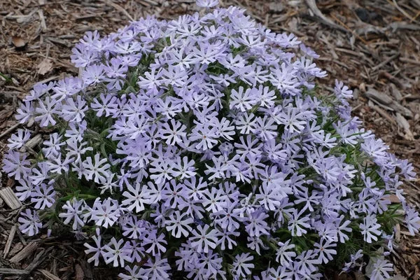 Phlox bifida 'Top Notch'