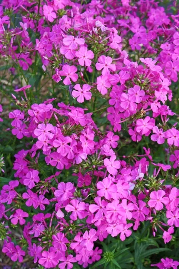 Phlox carolina 'Lil' Cahaba'