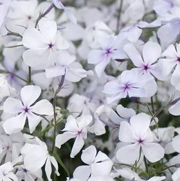 Phlox divaricata 'Manita'