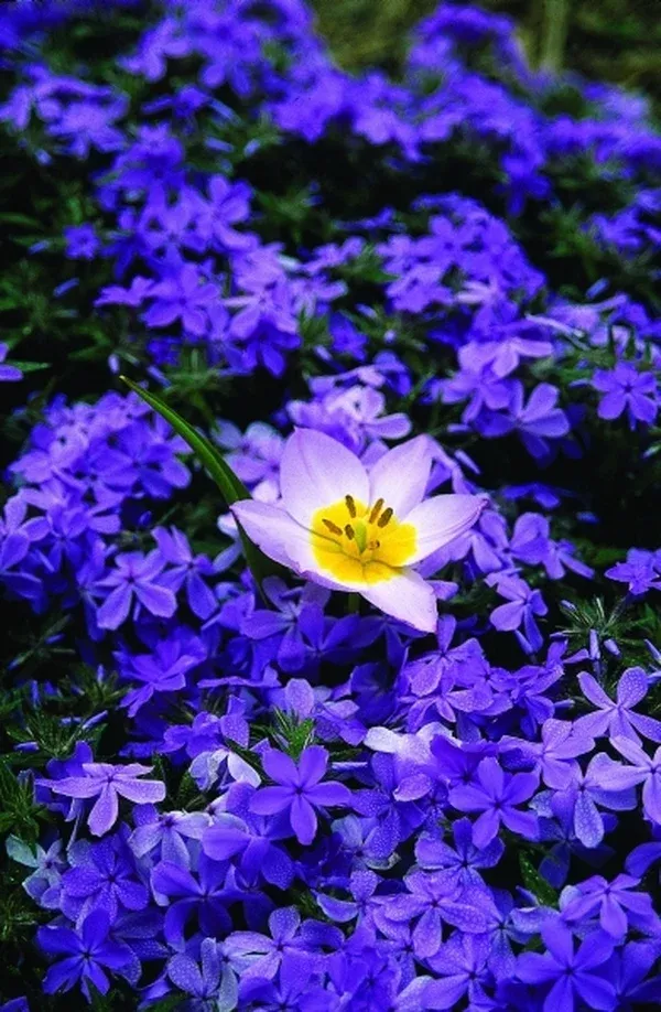 Phlox 'Green Spring'