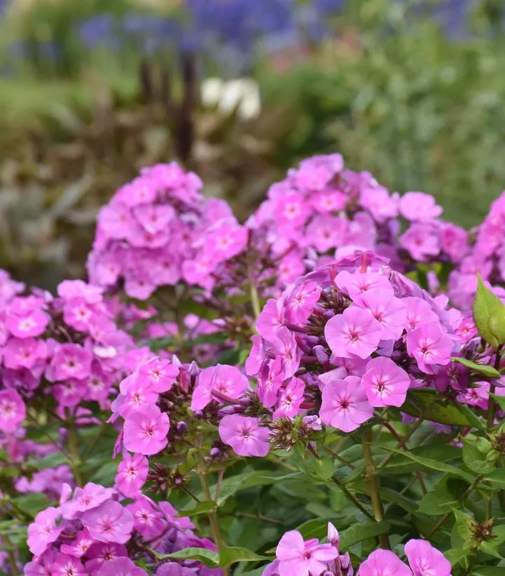 Phlox Luminary `Evening Glow`