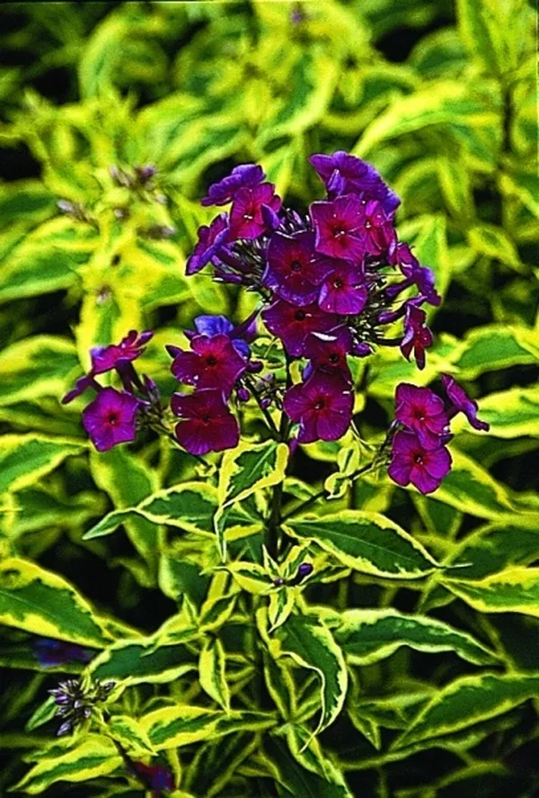 Phlox paniculata 'Goldmine' PP 12,070, EUPBR 7378