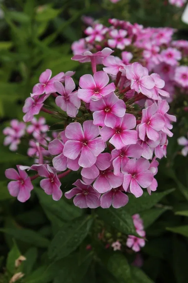 Phlox paniculata 'Neon Flare' PP 21,754