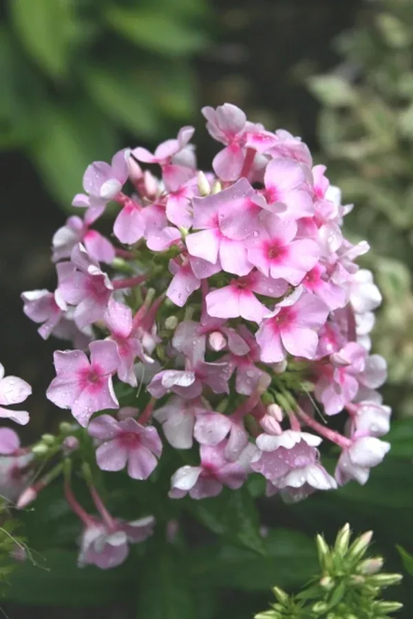 Phlox paniculata 'Pixie Twinkle' PPAF