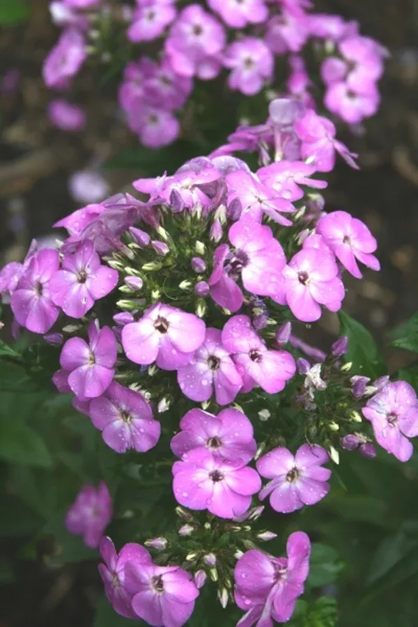 Phlox paniculata 'Purple Eyes' PPAF