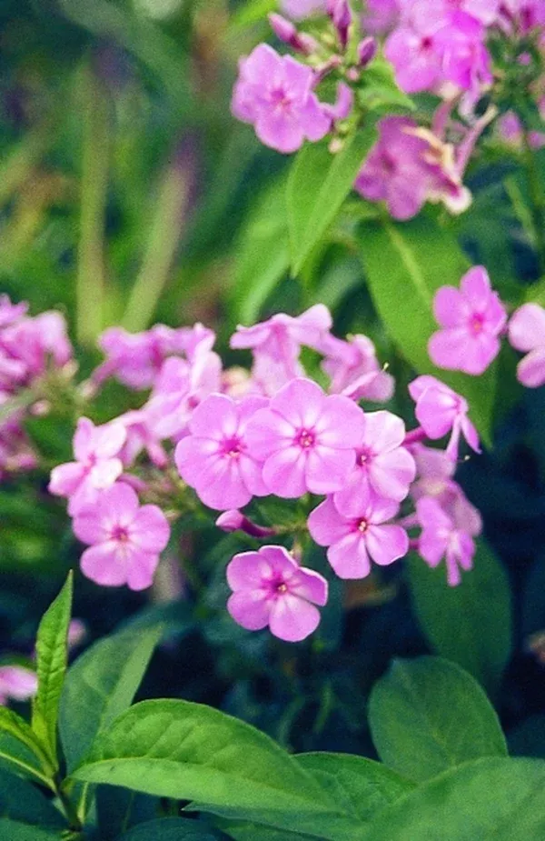 Phlox paniculata 'Shortwood' PP 10379