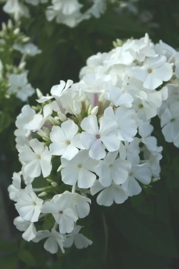 Phlox paniculata 'Shorty White' PPAF