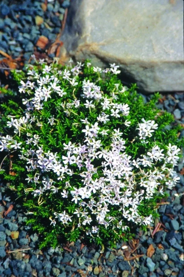 Phlox 'Sileniflora'