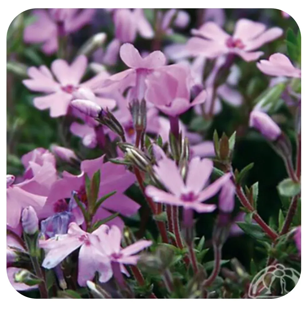 Phlox subulata Fort Hill (Moss phlox)