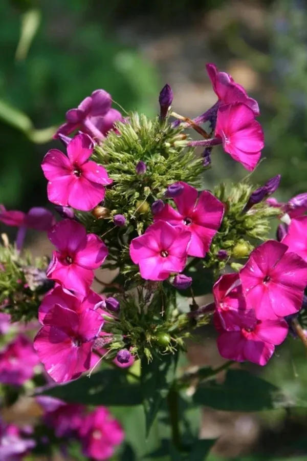 Phlox 'Wendy House' PP 18,158