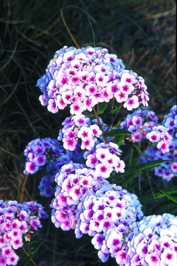 Phlox x arendsii 'Eye Catcher'
