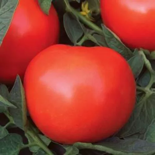 Phoenix Tomato Plant