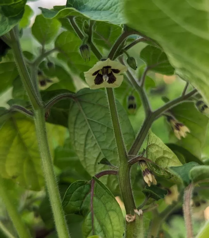 Physalis Pruinosa