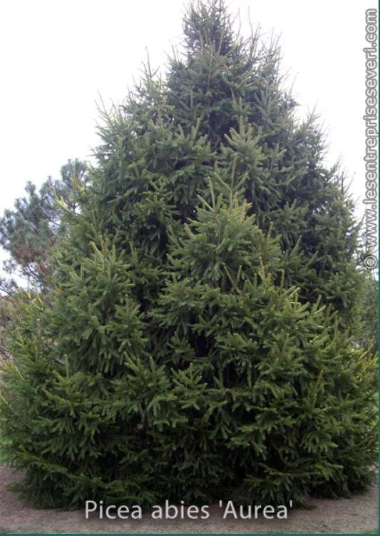 Picea abies 'Aurea'