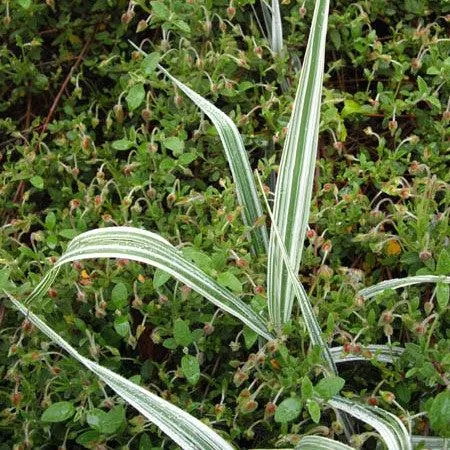 Picta Ribbon Grass