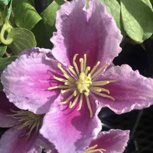 Piilu Clematis