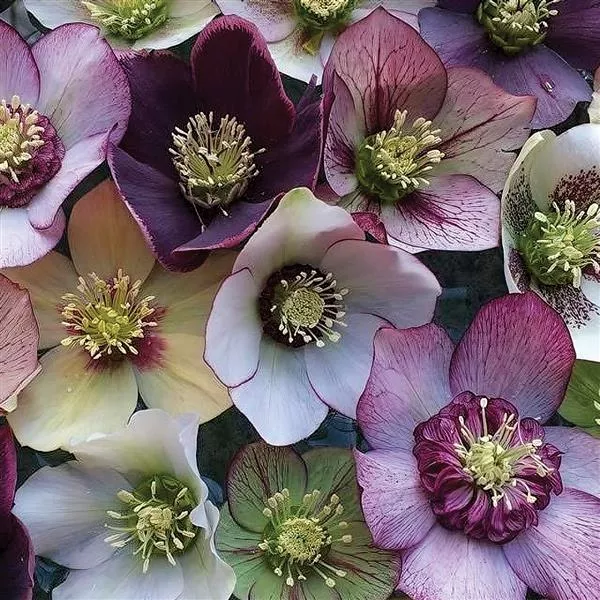 Pine Knot Select Lenten Rose