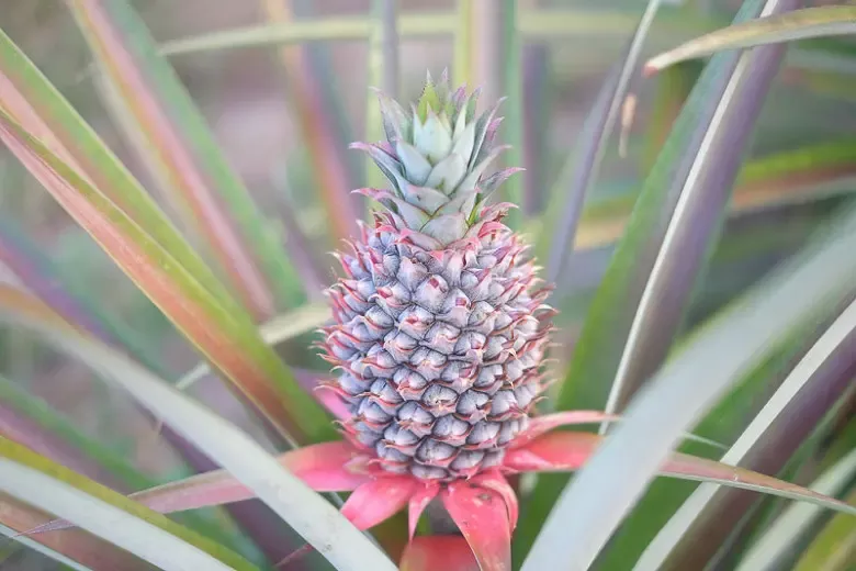 Pineapple Plant