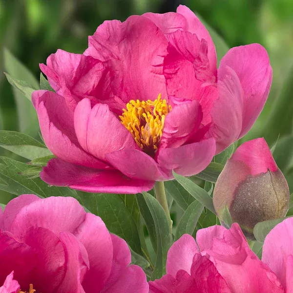 Pink Ardour Itoh Peony 15cm Pot
