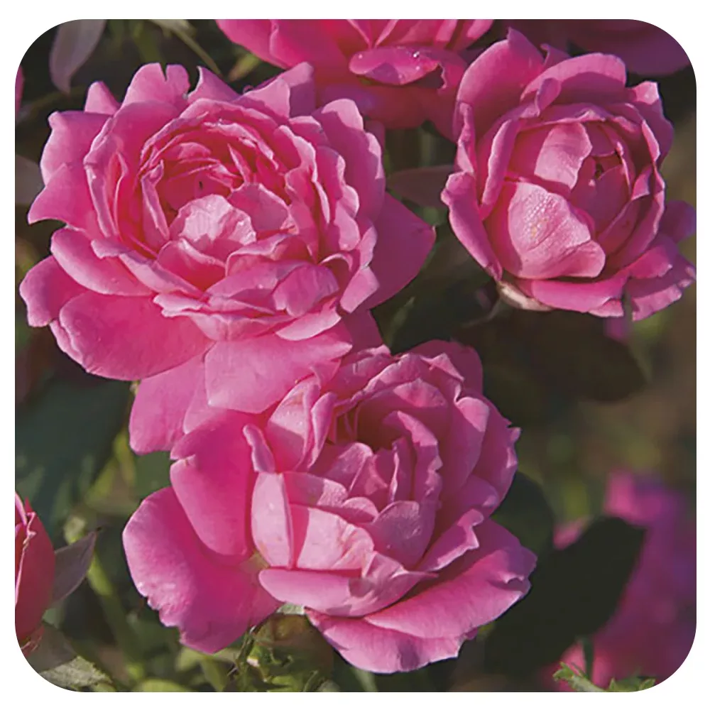 Pink Double Knock Out by Weeks Roses