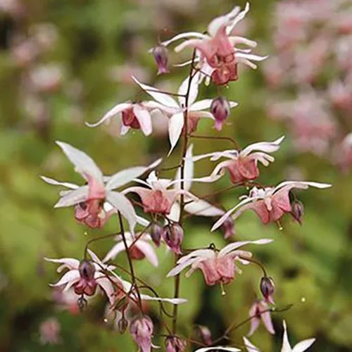 Pink Elf Barrenwort