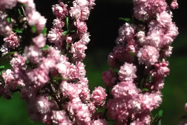 Pink Flowering Almond