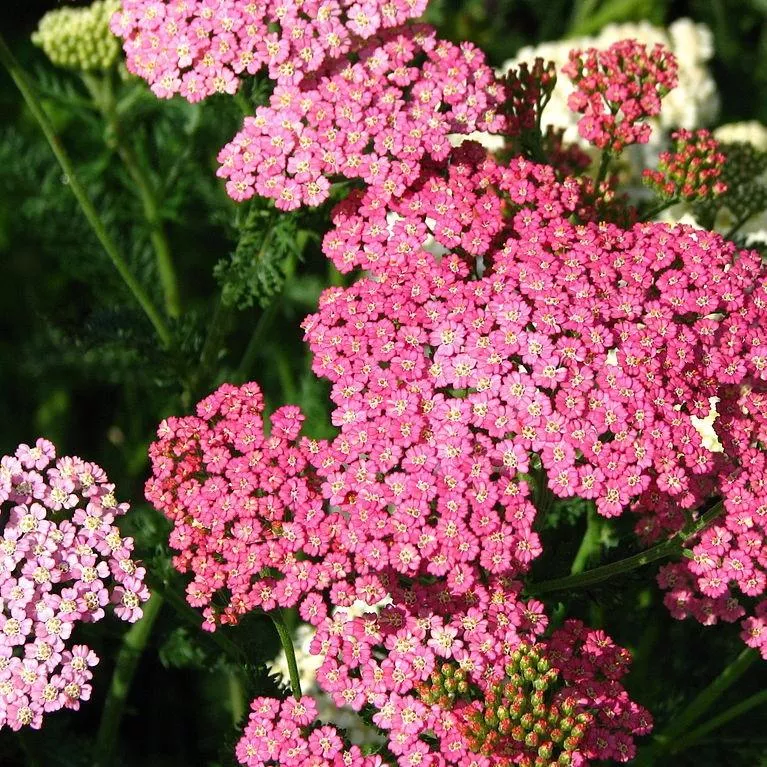 Pink Grapefruit Yarrow