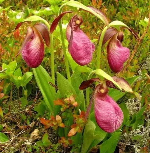 Pink Lady’s Slipper Bulb for Planting – 1 Bare Root Cypripedium Acaule
