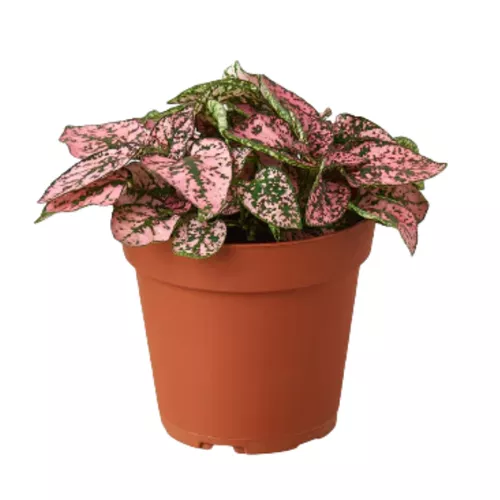 Pink Polka Dot Plant