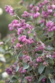 Pink Symphony™ Snowberry