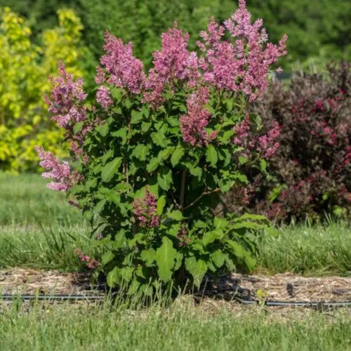Pinktini™ Lilac