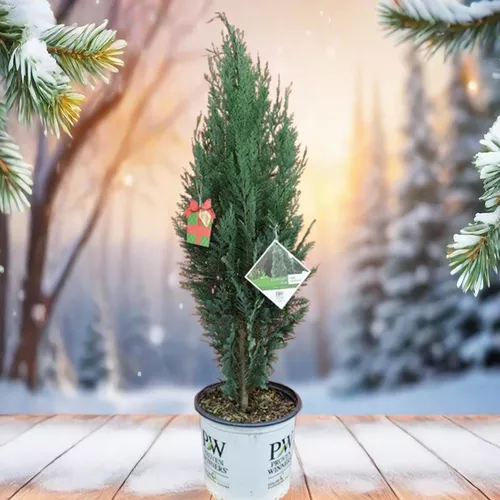 Pinpoint Blue False Cypress - Holiday