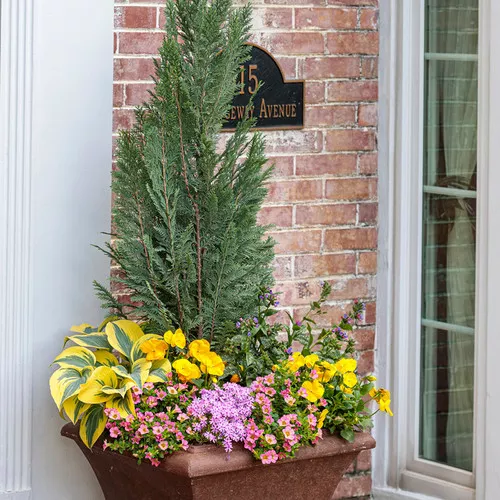 Pinpoint Blue False Cypress