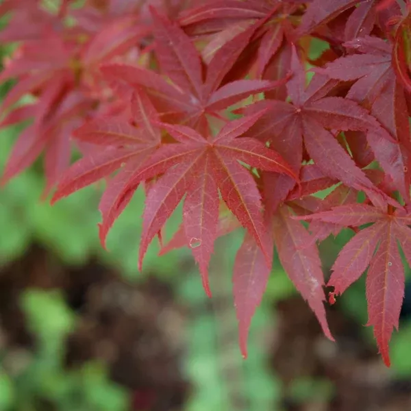 Pixie Japanese Maple # 7 CG