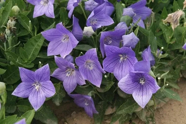 Platycodon grandiflorus 'Sentimental Blue'