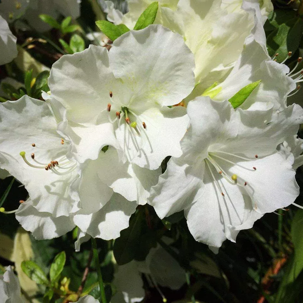 Pleasant White Azalea