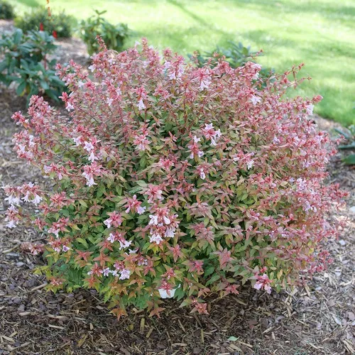 Poco Loco™ Abelia