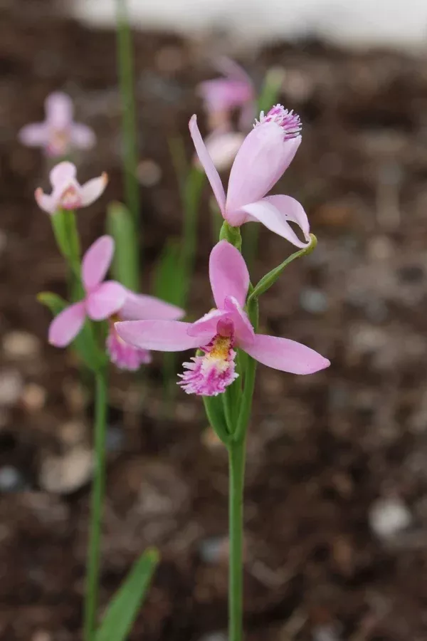Pogonia ophioglossoides