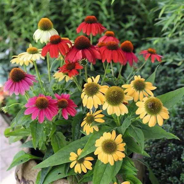 PollyNation™ Mix Echinacea, Coneflower