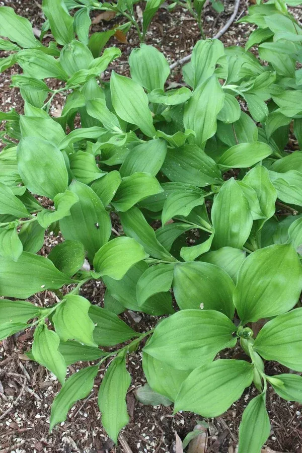 Polygonatum cryptanthum 'Crug'