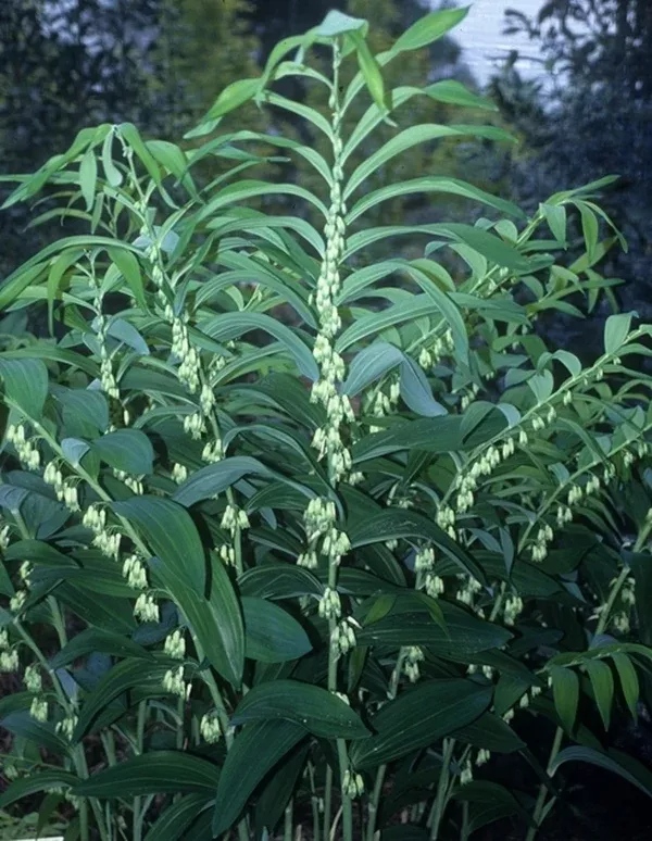 Polygonatum cyrtonema