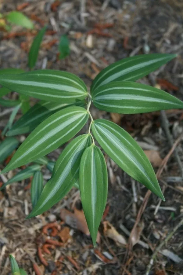 Polygonatum falcatum 'Silver Lining'
