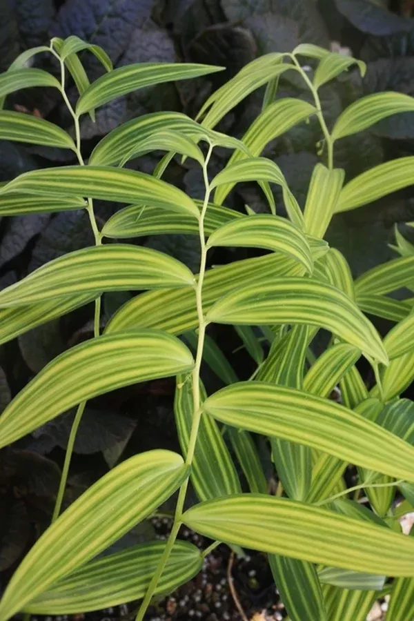 Polygonatum falcatum 'Tiger Stripes'