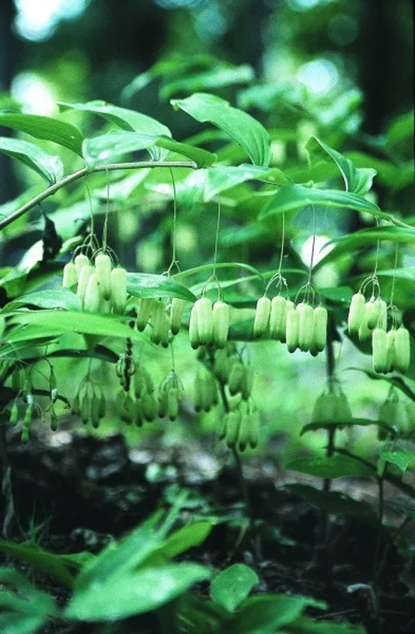 Polygonatum filipes